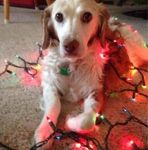 Meet your Posher, Linda